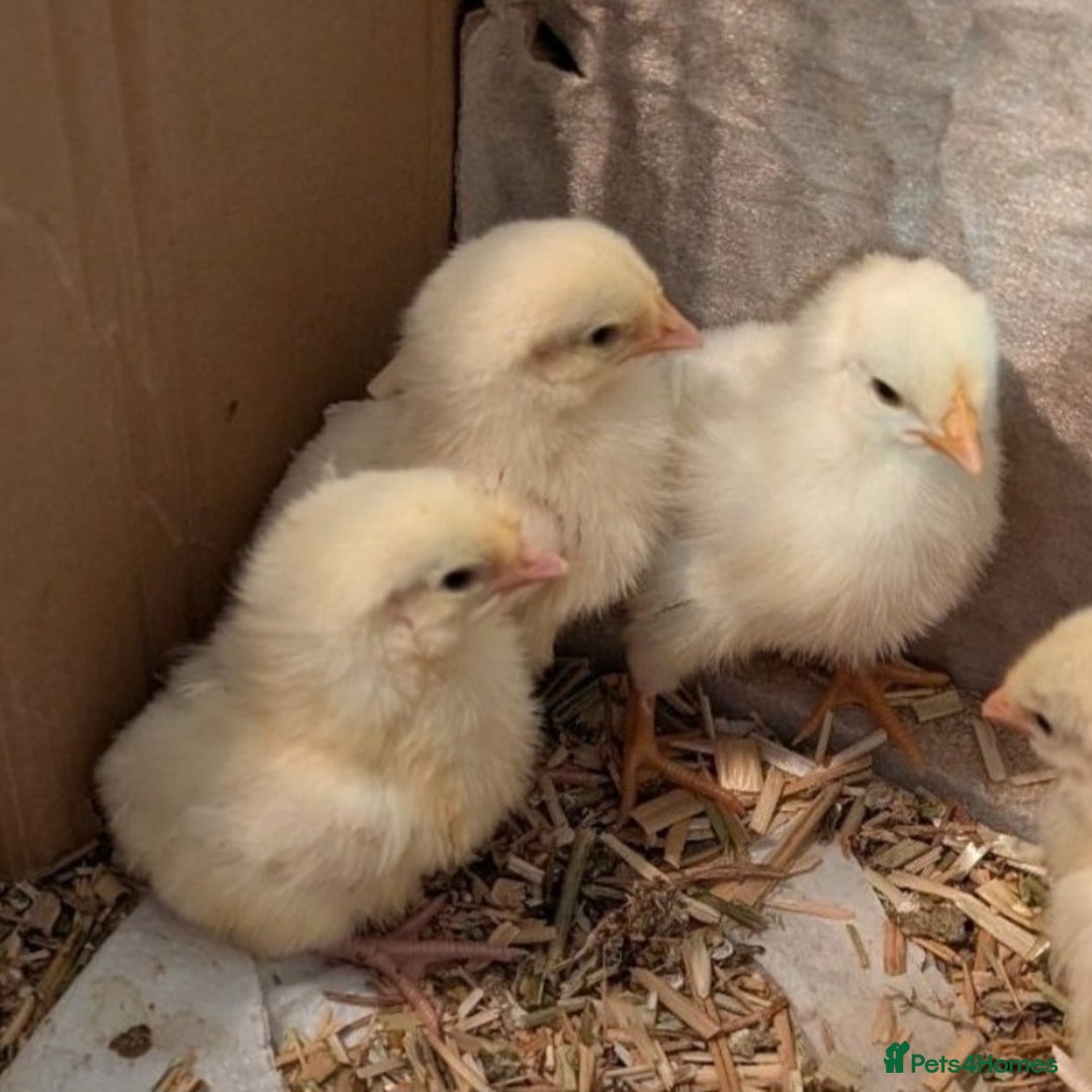 Chickens poultry for sale:  chicks available now! in Melksham - Image 2