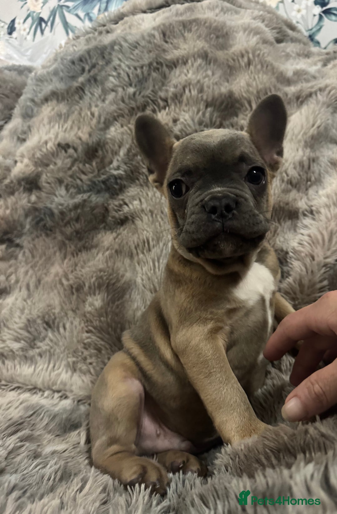 French Bulldog dogs for sale: Last girl left  - Advert 39