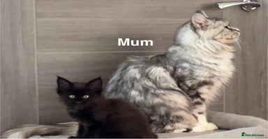 Maine Coon cats - Advert 1