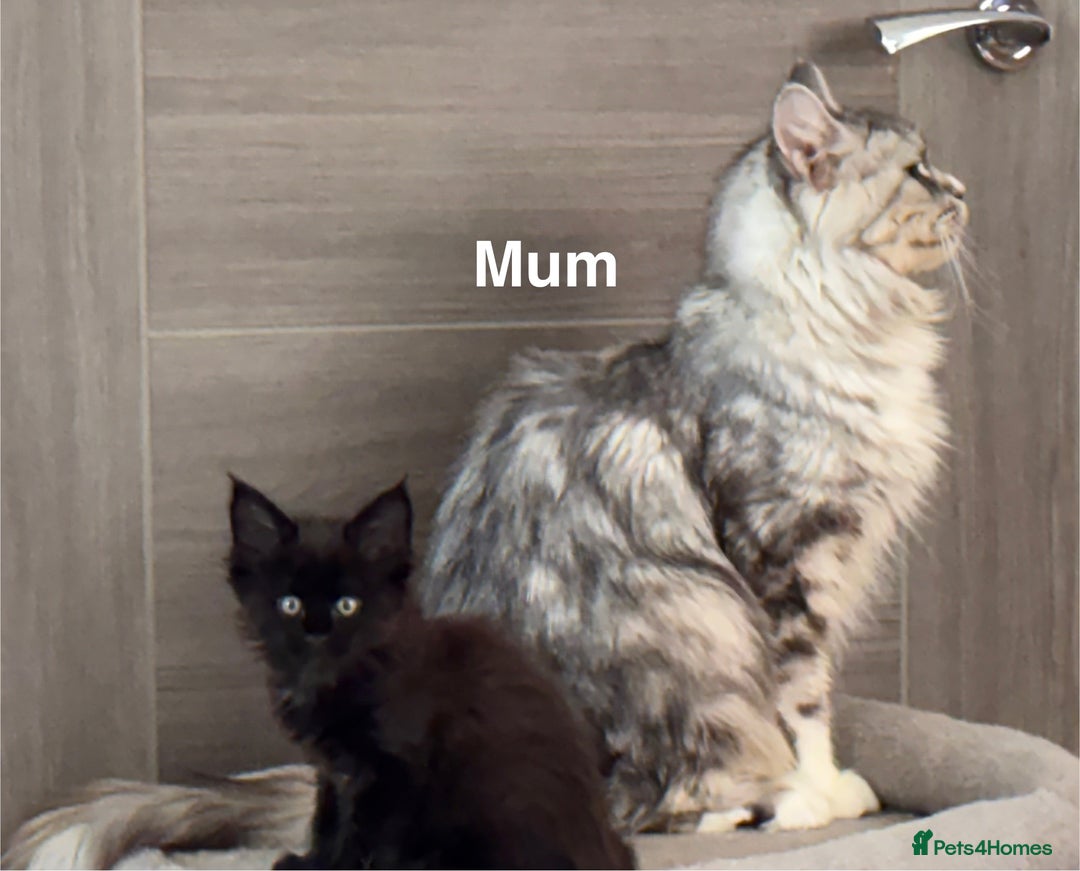 Maine Coon cats for sale: TICA DNA tested 5 Gen Pedigree  - Image 2
