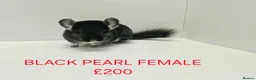Chinchilla rodents for sale: TAME&FRIENDLY BABIES CHINCHILLA MIX COLOUR&GENDER  - Advert 7