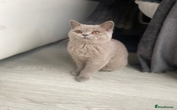 British Shorthair cats for sale: 👑 LILAC BSH reg GCCF LAST GIRL 👑 - Image 3