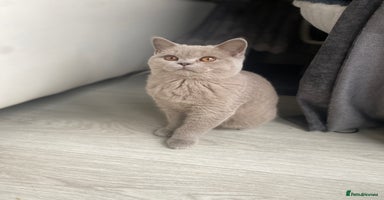 British Shorthair cats - Advert 4