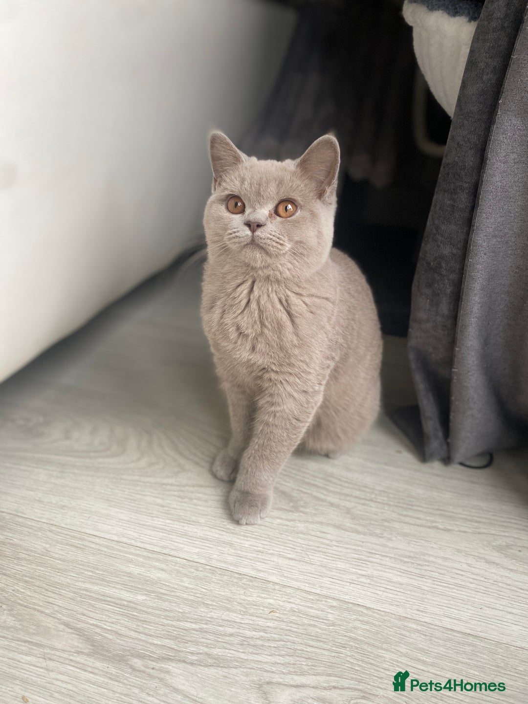 British Shorthair cats for sale: 👑 LILAC BSH reg GCCF LAST GIRL 👑 - Image 3