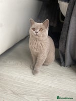 British Shorthair cats - Advert 4