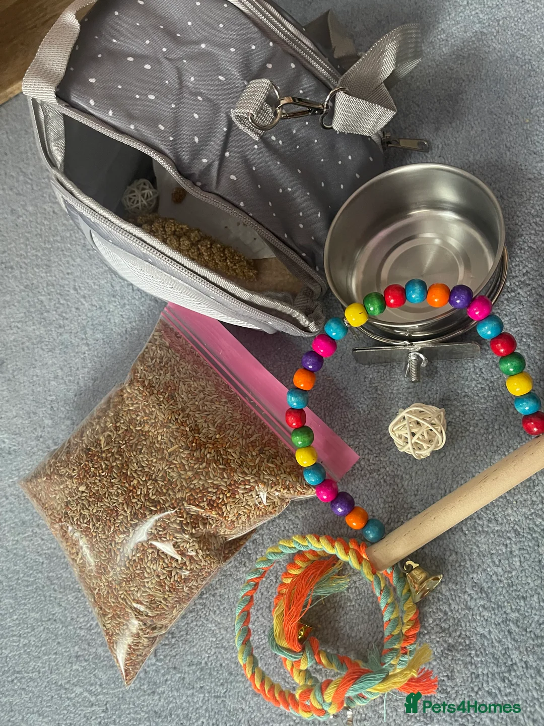 Budgerigars birds for sale: [SOLD]  Split tcb/bf male semi-tame available  - Advert 8