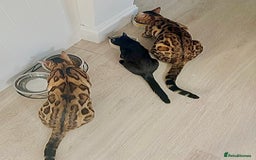 Bengal cats for sale: Young Bengals Males & Females - Image 12