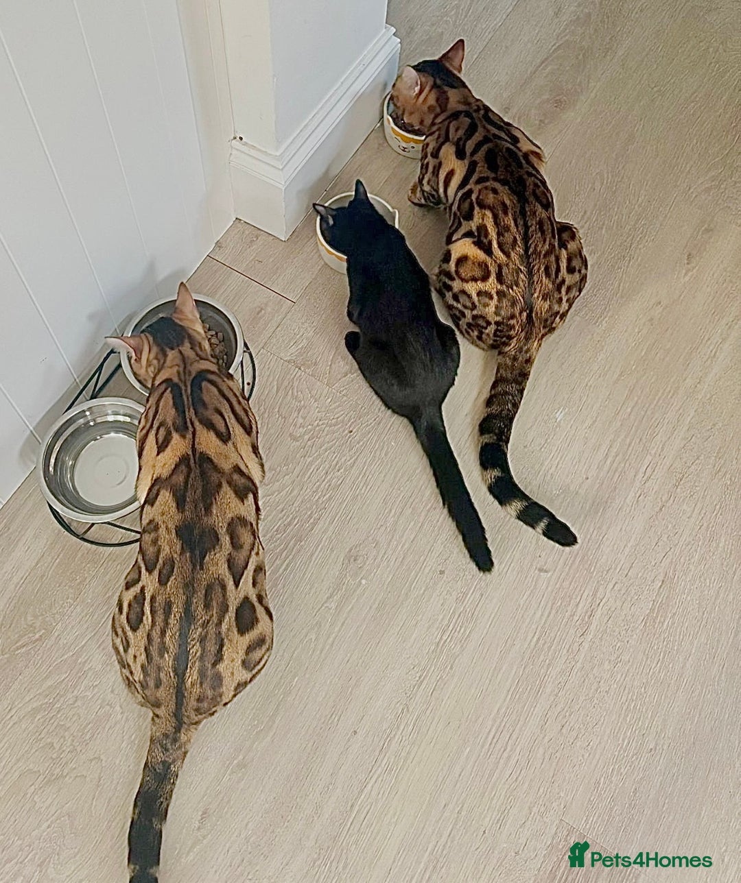 Bengal cats for sale: Young Bengals Males & Females - Image 12
