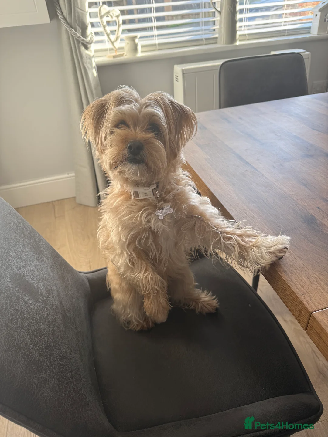 Lhasa Apso dogs for sale: READY NOW 2 beautiful lhatese boy pups  - Advert 15