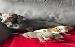 Miniature Dachshund dogs for sale: Beautiful miniature dachshund  - Image 3