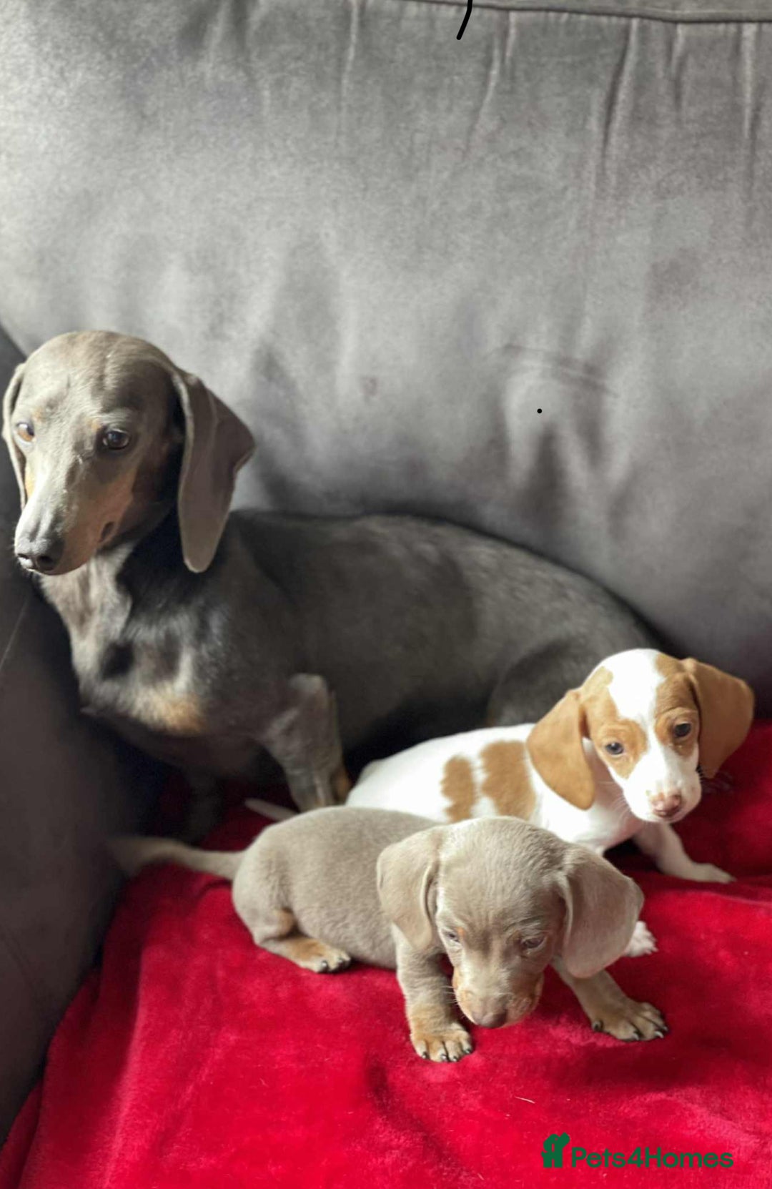 Miniature Dachshund dogs for sale: Beautiful miniature dachshund  - Image 3