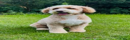 Double Doodle dogs for sale: Gorgeous Australian golden doodle puppies in Swadlincote - Advert 13