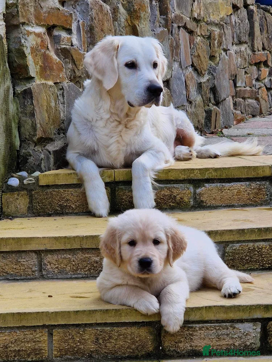 Golden Retriever dogs for sale: Golden retriever puppies🩷🩵 in Aberdare - Advert 1