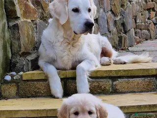 Golden Retriever dogs Golden retriever puppies🩷🩵 - Advert 7
