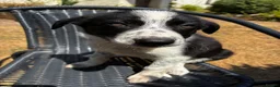Border Collie dogs for sale: Stunning Border Collies - Advert 9