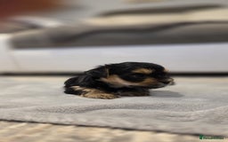Yorkshire Terrier dogs for sale: Yorkshire terrier  - Image 12