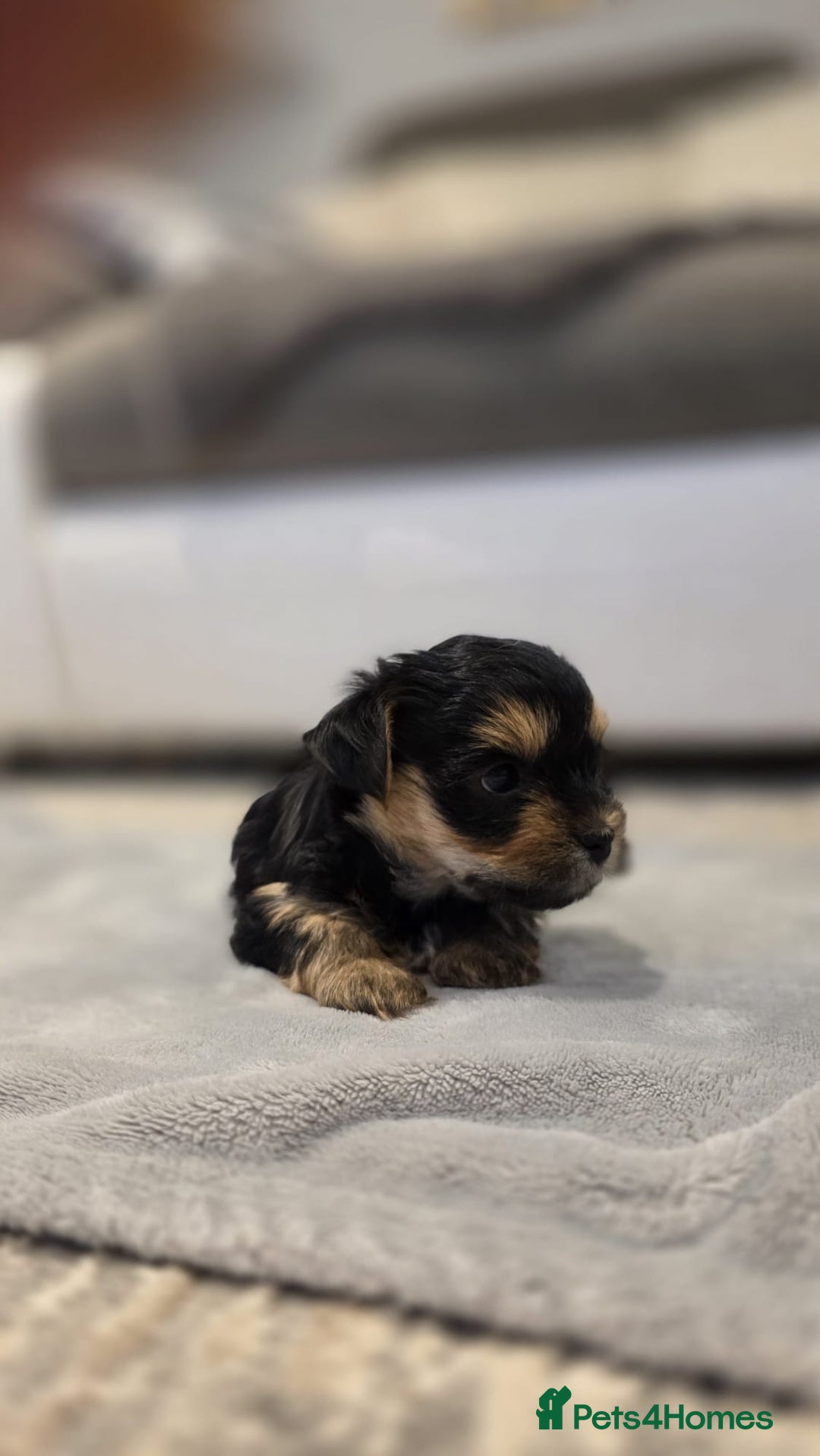 Yorkshire Terrier dogs for sale: Yorkshire terrier  - Image 12