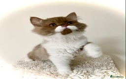 British Longhair cats for sale: Champion line kittens - Image 11