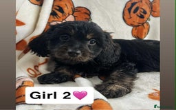 Cavapoo dogs for sale: DNA clear Cavapoo’s  - Image 4