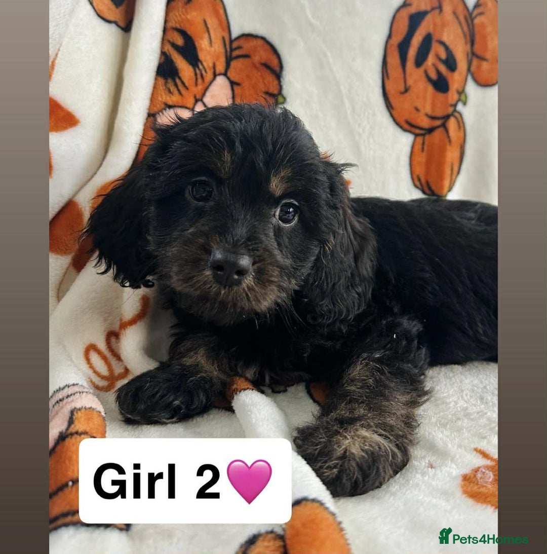 Cavapoo dogs for sale: DNA clear Cavapoo’s  - Image 4