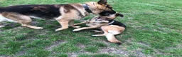Mixed Breed dogs for sale: German Shepherd cross bitch  - Advert 6