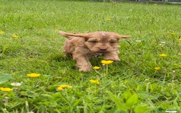 Cockapoo dogs for sale: Beautiful Cockapoo Puppies  - Image 19