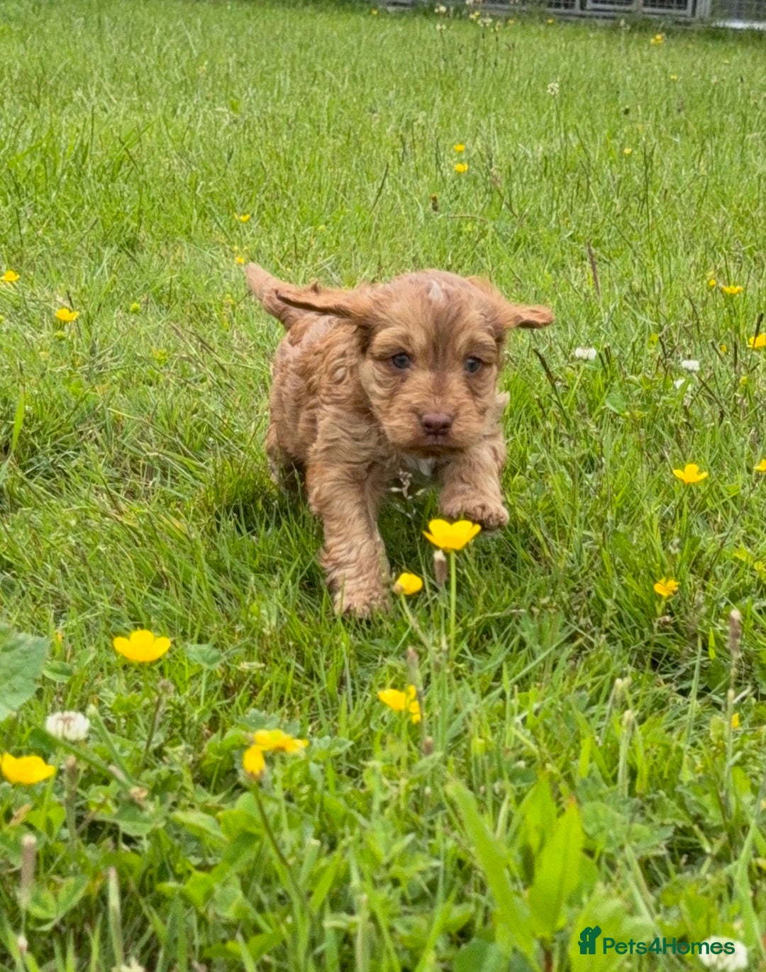 Cockapoo dogs for sale: Beautiful Cockapoo Puppies  - Image 19