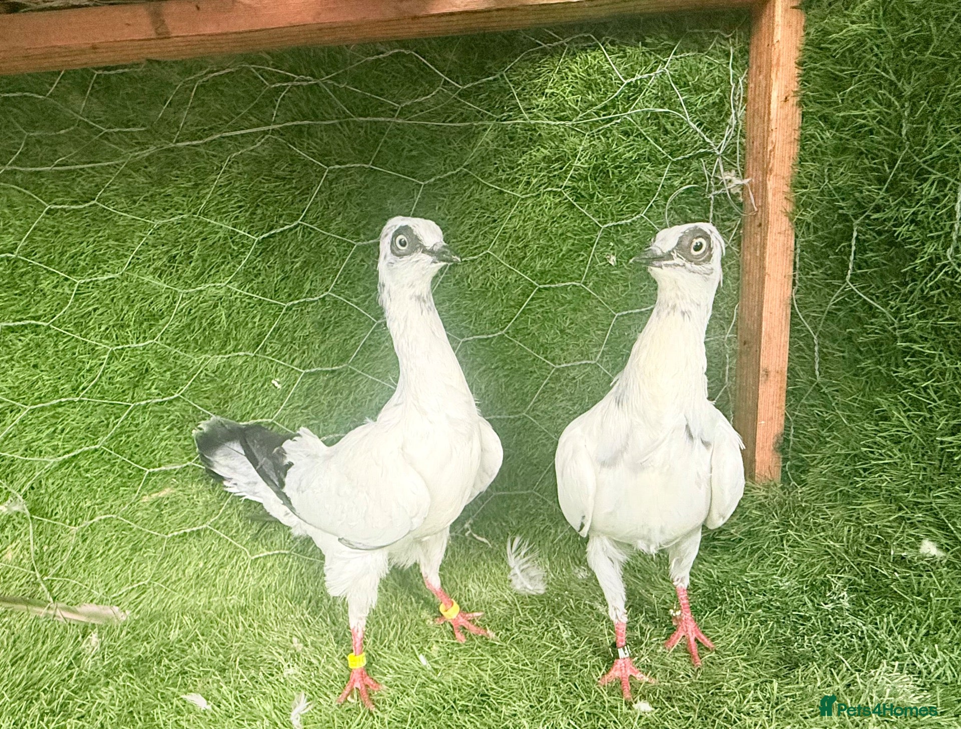 Pigeons birds Premium Breeding Pigeons Top Quality Pairs Availab - Advert 2