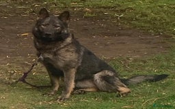 German Shepherd dogs for sale: German Shepherd Puppies - exceptional bloodline  - Image 4