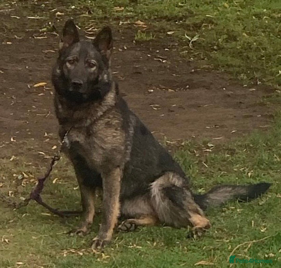 German Shepherd dogs for sale: German Shepherd Puppies - exceptional bloodline  - Image 4