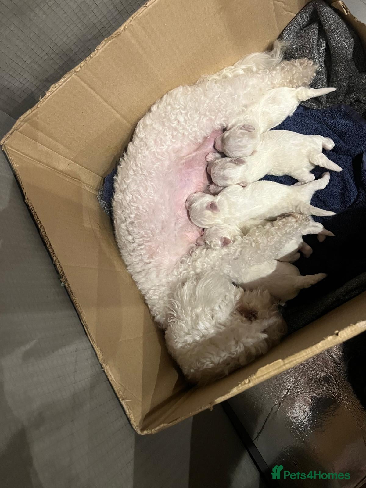 Bichon Frise dogs KC registered boy for sale - Advert 2