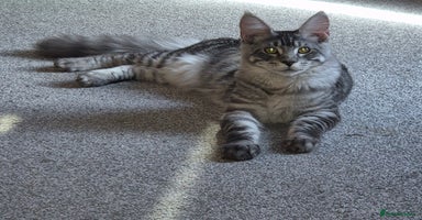 Maine Coon cats in London - Advert 3