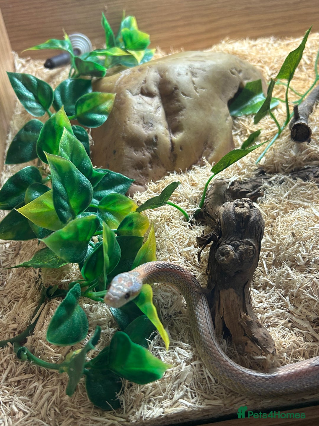 Corn Snake reptiles for sale: Year old pink corn snake  - Image 2