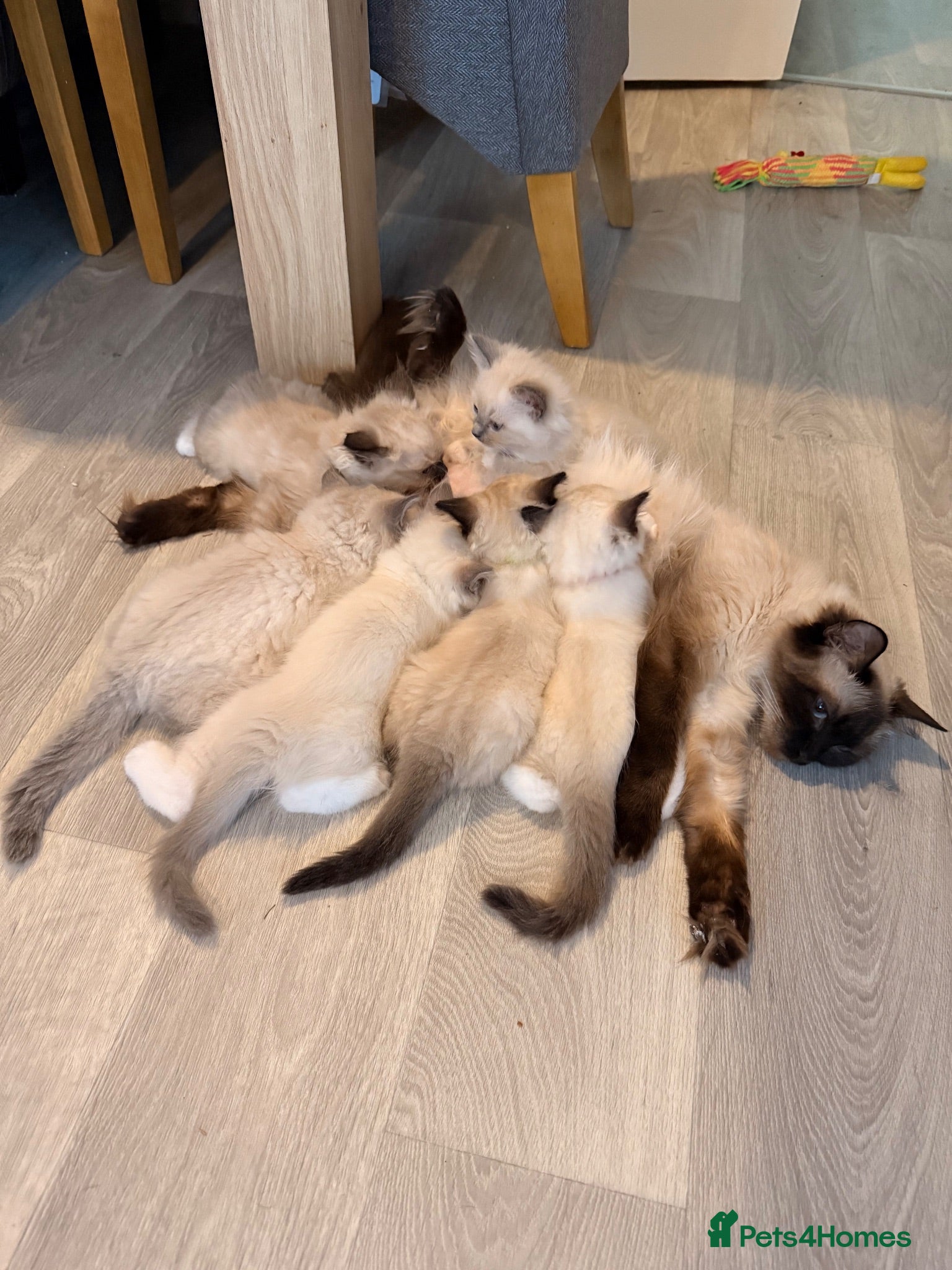 Ragdoll cats Stunning Purebred Ragdoll Kittens - Advert 4