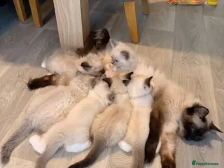 Ragdoll cats Stunning Purebred Ragdoll Kittens - Advert 1