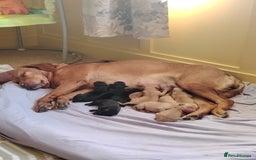 Labrador Retriever dogs for sale: KC registered Pedigree Labradors Black & Fox Red - Image 1