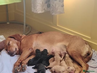 Labrador Retriever dogs - Advert 33