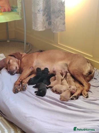 Labrador Retriever dogs - Advert 12
