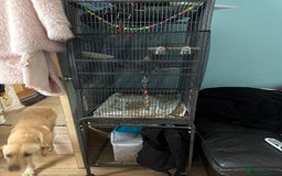 Cockatiels birds for sale: Very talkative cockatiel  - Image 4
