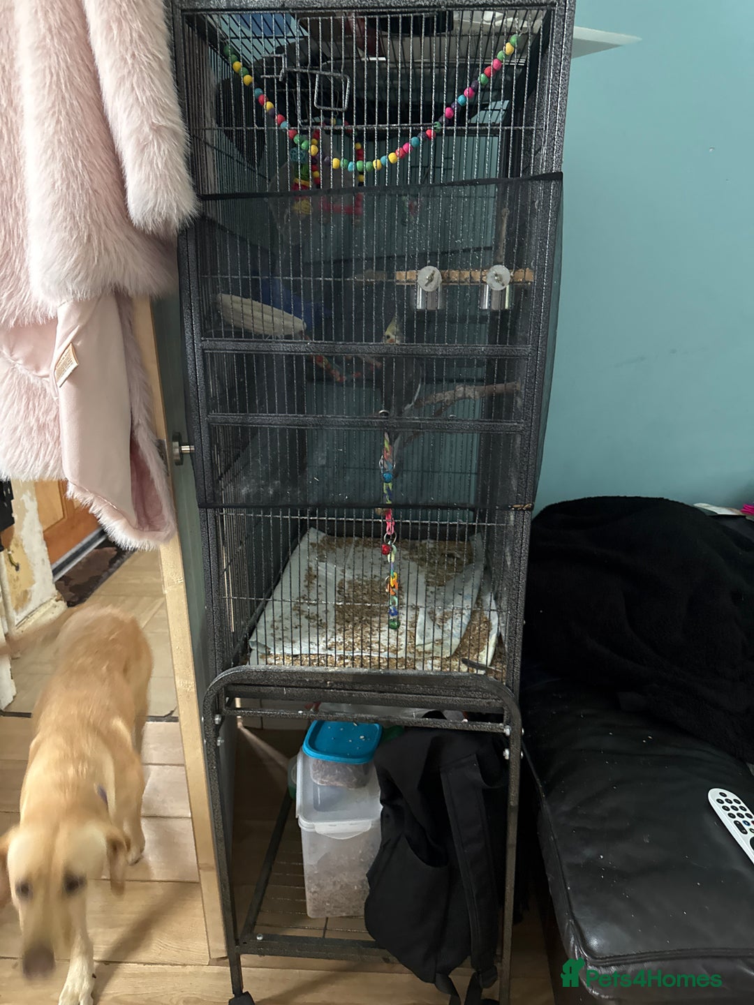 Cockatiels birds for sale: Very talkative cockatiel  - Image 4