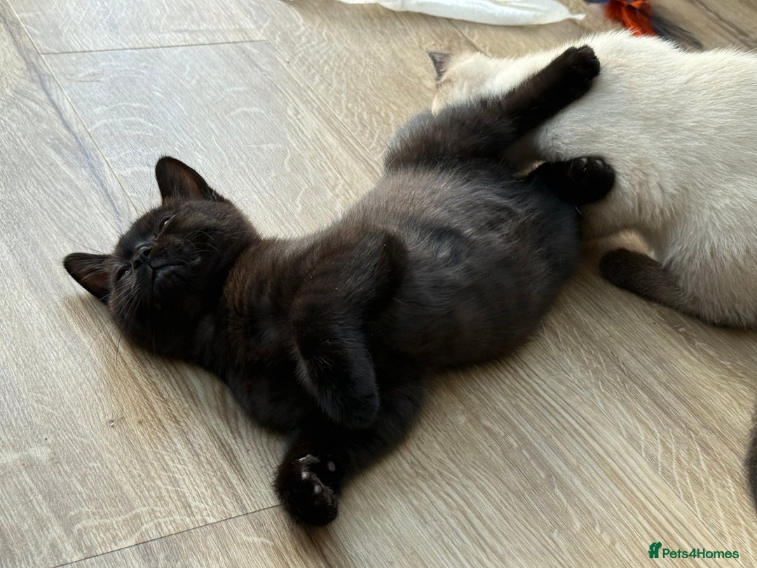 British Shorthair cats for sale: Full BSH kittens ready to leave now, 14 weeks old - Image 25