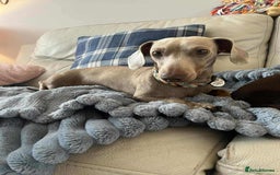 Miniature Dachshund dogs for sale: Miniature Dachshund (Isabella Tan line) - Image 10