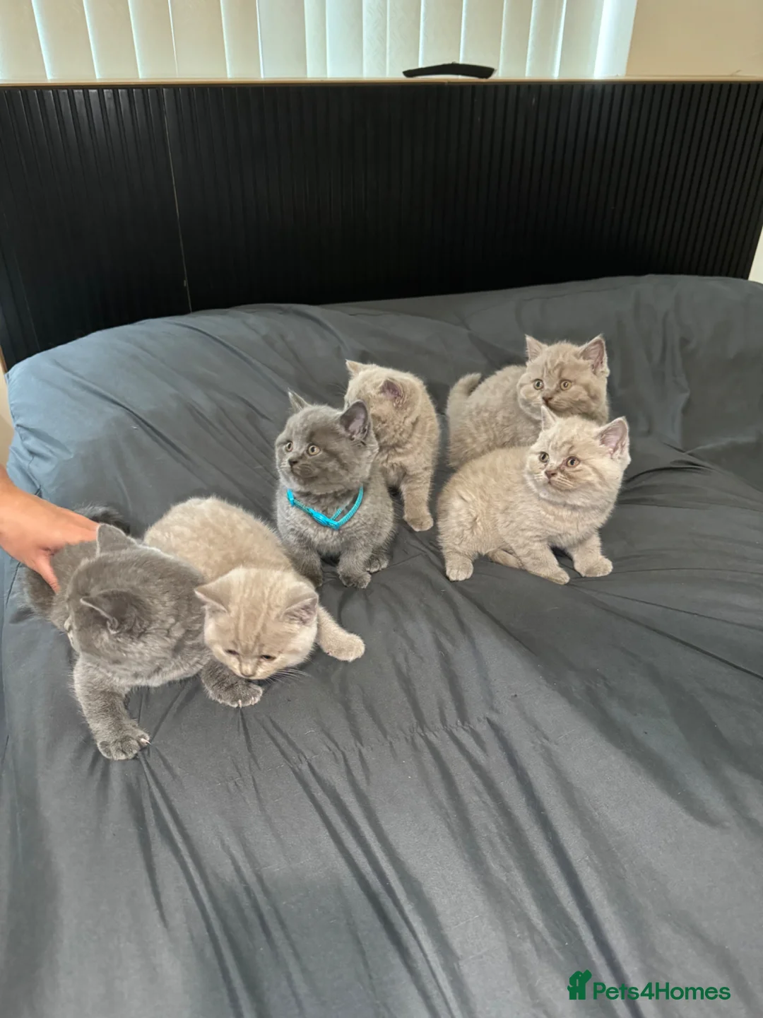 British Shorthair cats for sale: British Shorthair blue and lilacs - Advert 1