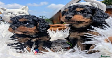 Cavapoo dogs - Advert 2