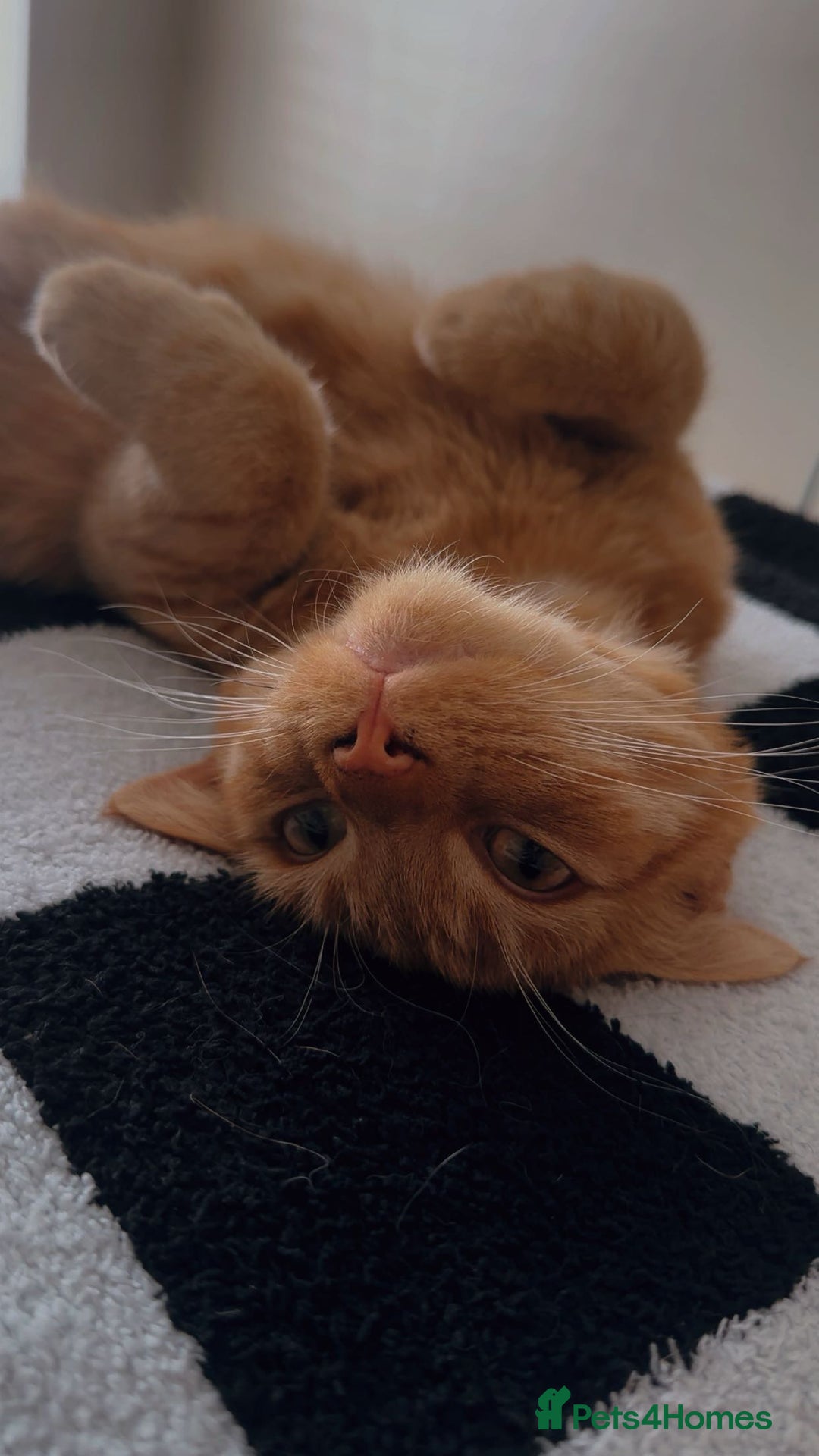 Mixed Breed cats for sale: 1 year old Ginger Male - Image 1