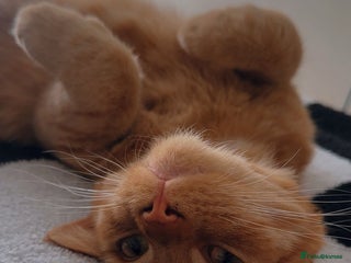 Mixed Breed cats for sale - Advert 1