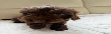 Cockapoo Puppy 4