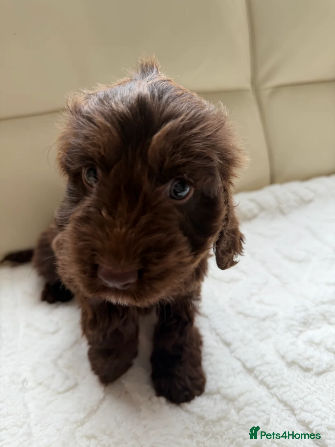 Cockapoo dogs for sale: Cockapoo FB1  - Advert 2