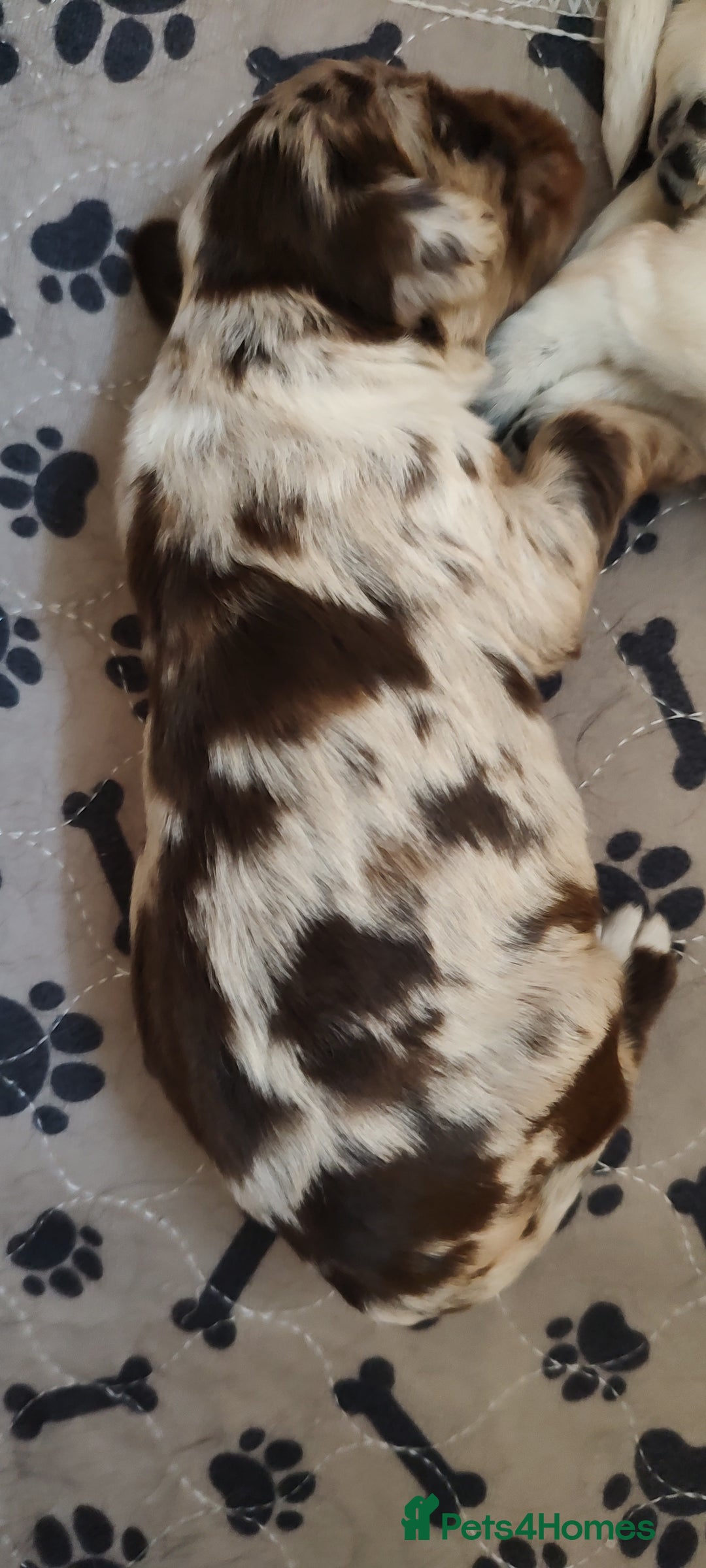 Sprocker dogs for sale: STRIKING SPROCKER SPANIEL PUPPIES  - Image 22