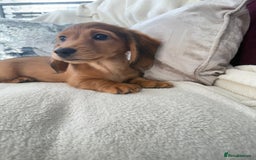 Miniature Dachshund dogs for sale: Minature dachshund  - Image 6
